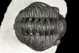 Adrisiops Weugi Trilobite - Recently Described Phacopid #165931-2